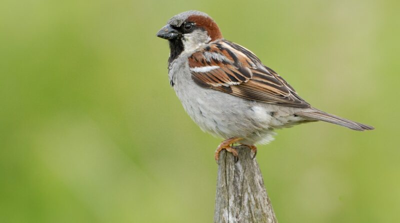 Foto: Jelle de Jong - Nationale Tuinvogeltelling Vogelbescherming